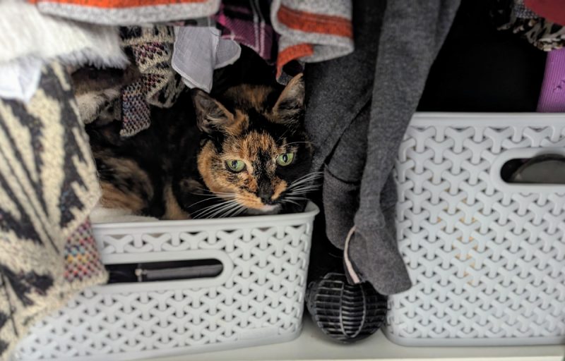 Zazzles, hiding in the wardrobe
