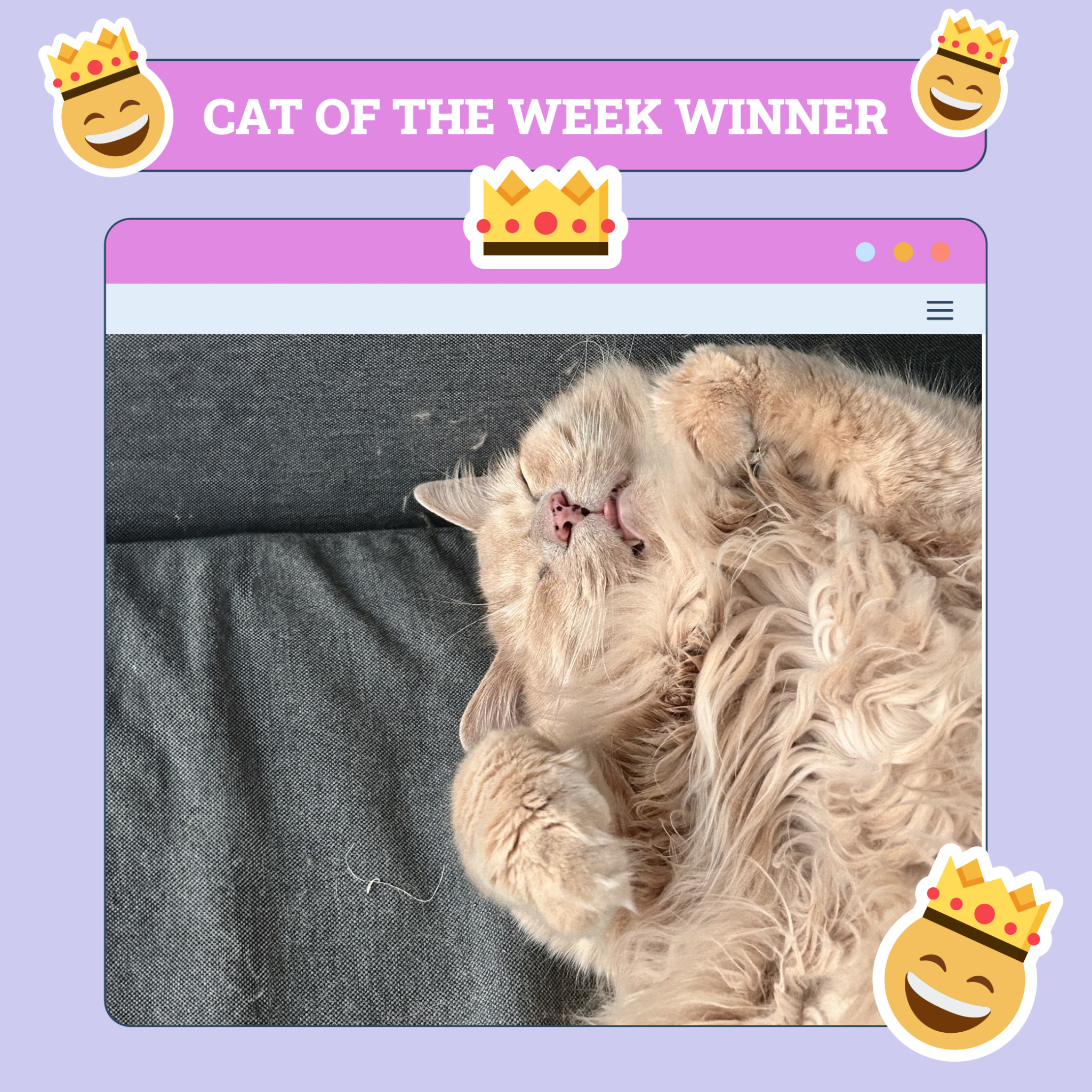 Cat of The Week Winner Nov 14