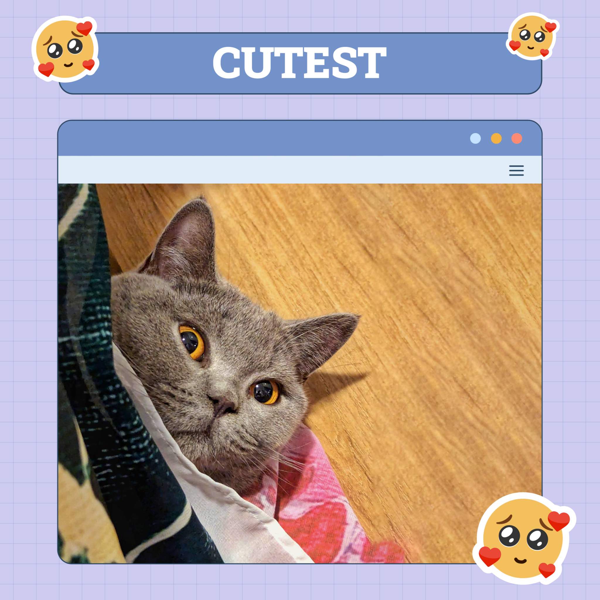 Cutest Cat Nov 14