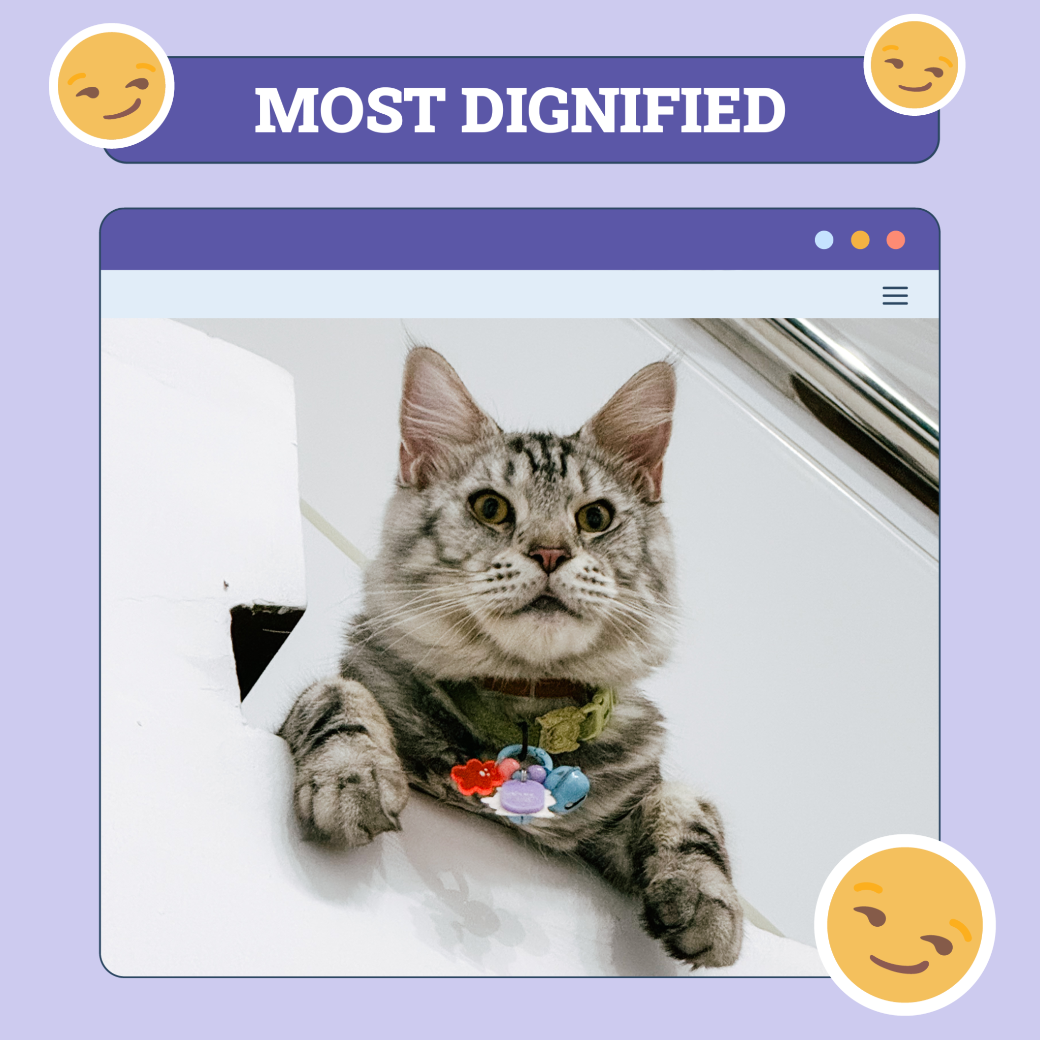 Most Dignified Cat Nov 14
