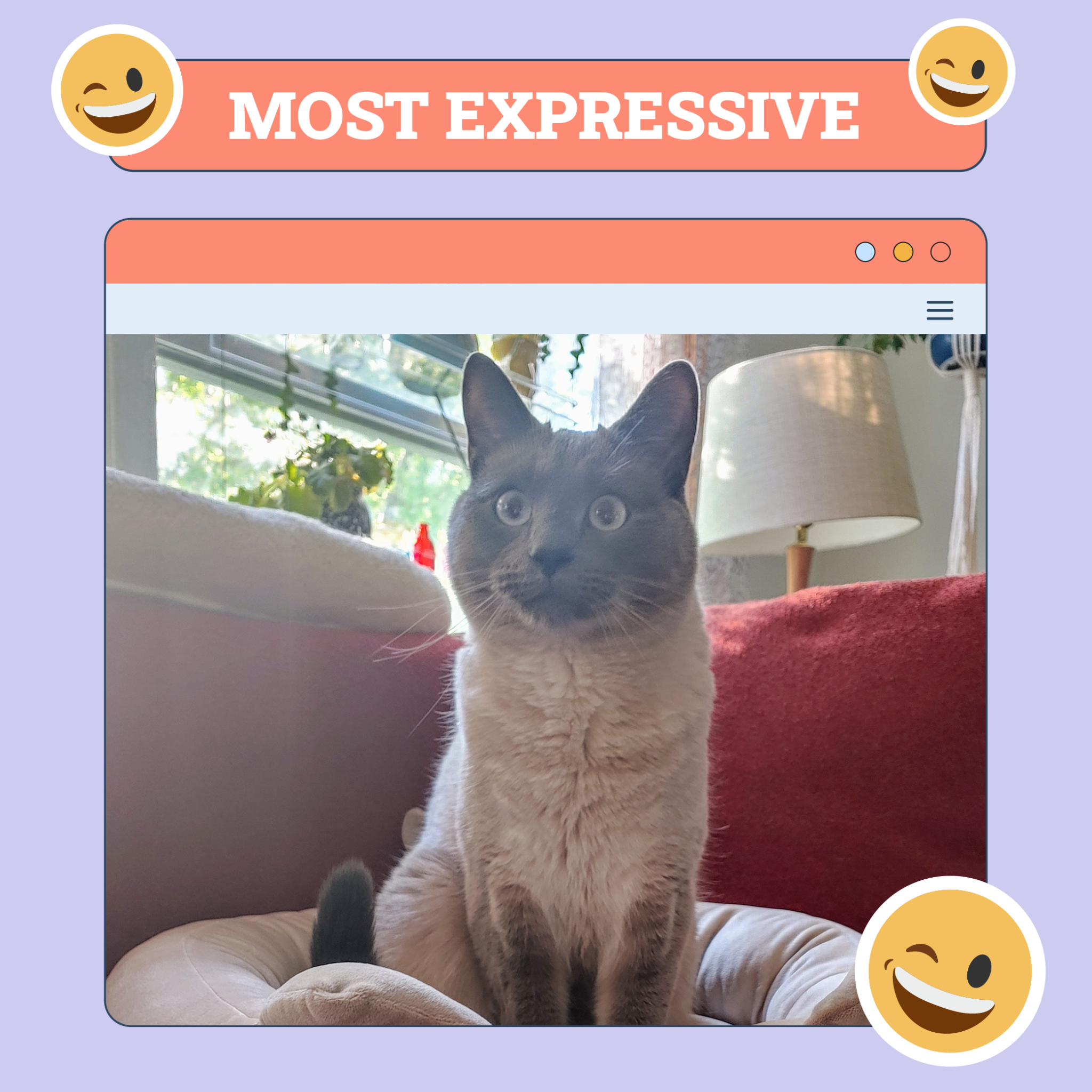 Most Expressive Cat Nov 14