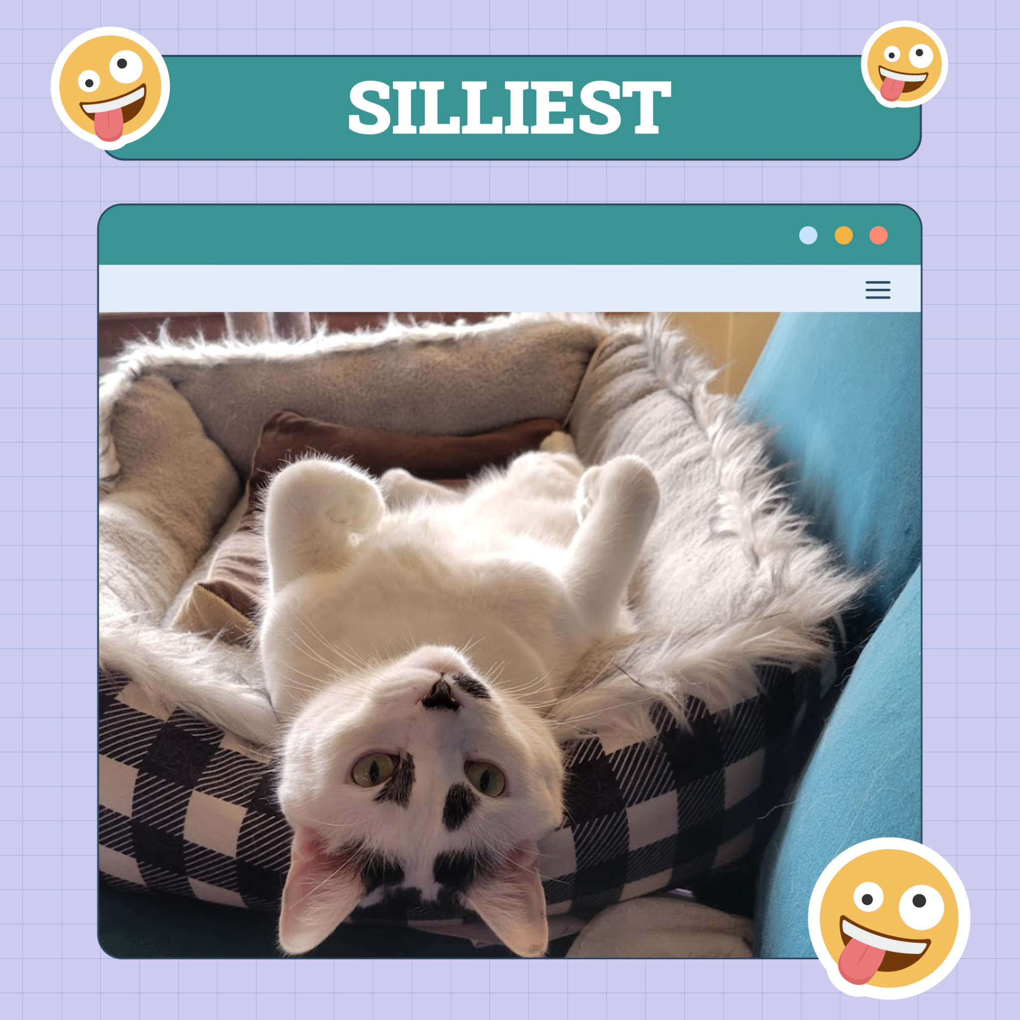 Silliest Cat Nov 14